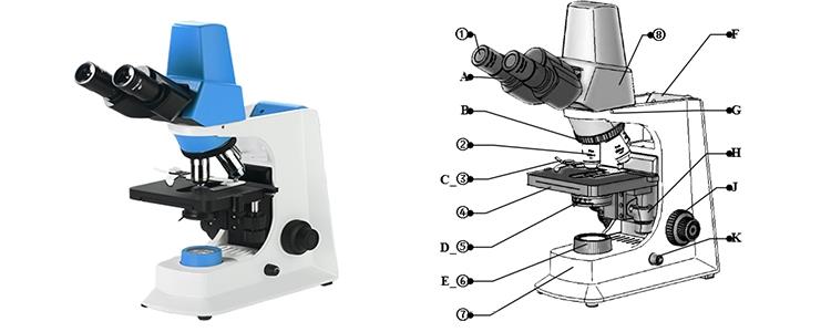 China Binocular digital microscope